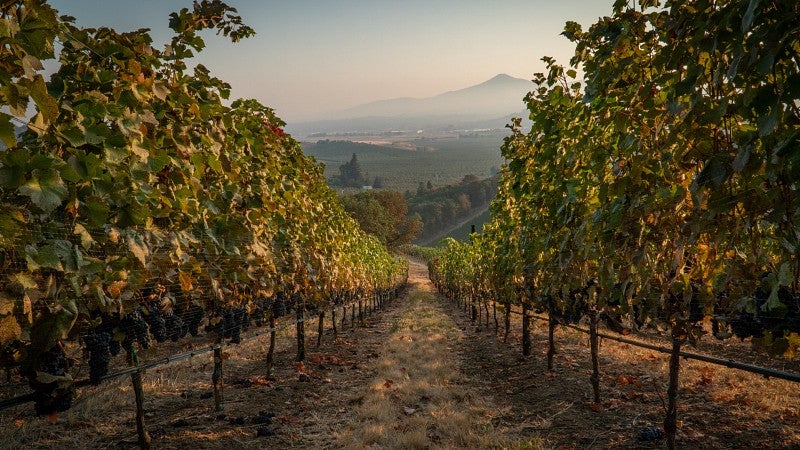 rows of wine grapes at a southern oregon vineyard