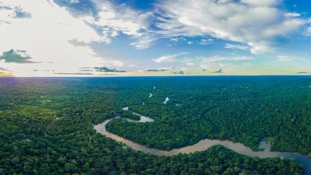 morning in the amazon rainforest