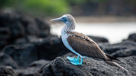 Close-up of a blue-footed booby in the Galápagos Islands